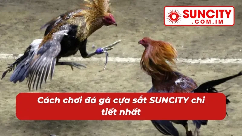 Đá Gà Cựa Sắt SUNCITY - Cách Chơi Đặc Sắc Với Phần Thưởng Khủng 2 Tổng quan về đá gà cựa sắt SUNCITY