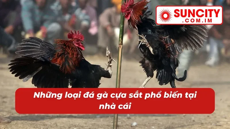 Đá Gà Cựa Sắt SUNCITY - Cách Chơi Đặc Sắc Với Phần Thưởng Khủng 3 Thể loại đá gà cựa sắt SUNCITY đặc sắc