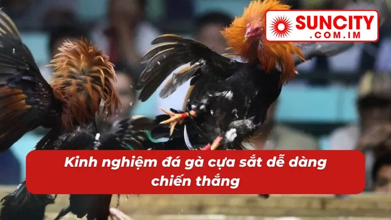 Đá Gà Cựa Sắt SUNCITY - Cách Chơi Đặc Sắc Với Phần Thưởng Khủng 4 Cách đá gà cựa sắt SUNCITY luôn thắng
