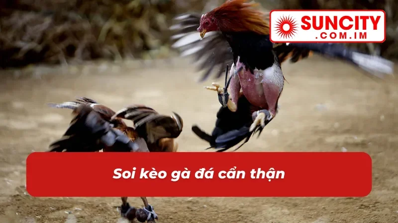 Đá Gà Cựa Sắt SUNCITY - Cách Chơi Đặc Sắc Với Phần Thưởng Khủng 5 Cách chơi đá gà cựa sắt SUNCITY dễ dàng hơn